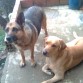 Yo junto con mi amigo rufo en la fink